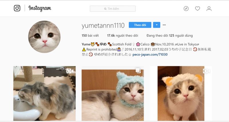 meo scottish fold (3).jpg